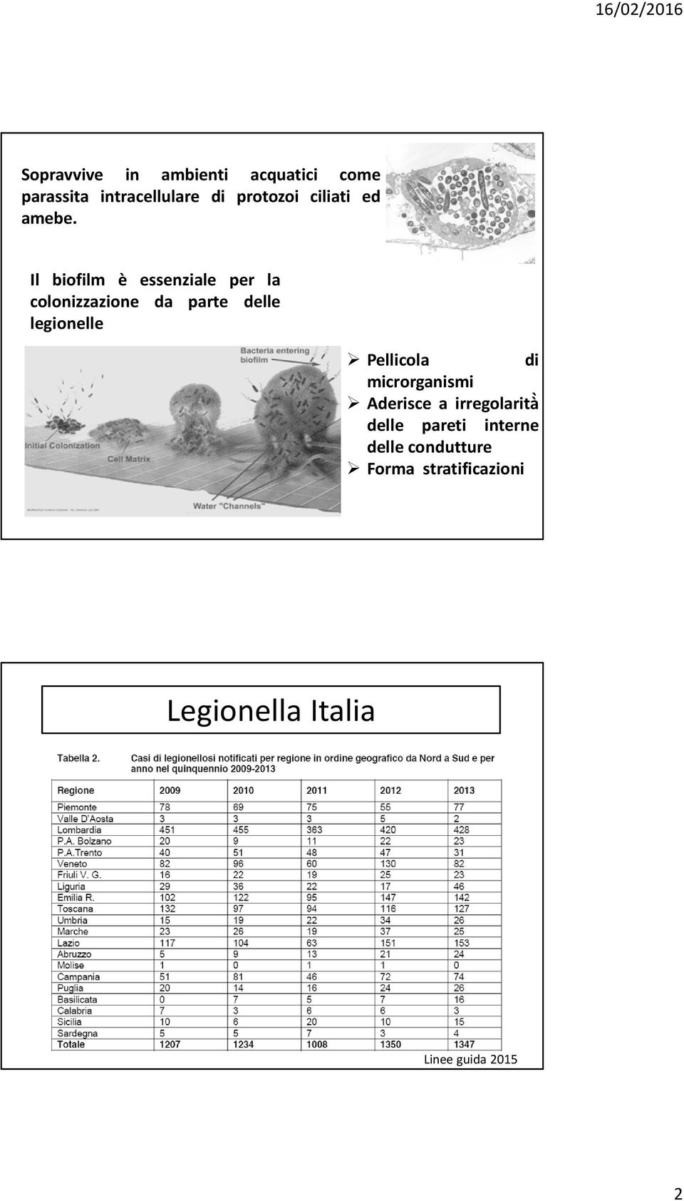 Il biofilm è essenziale per la colonizzazione da parte delle legionelle