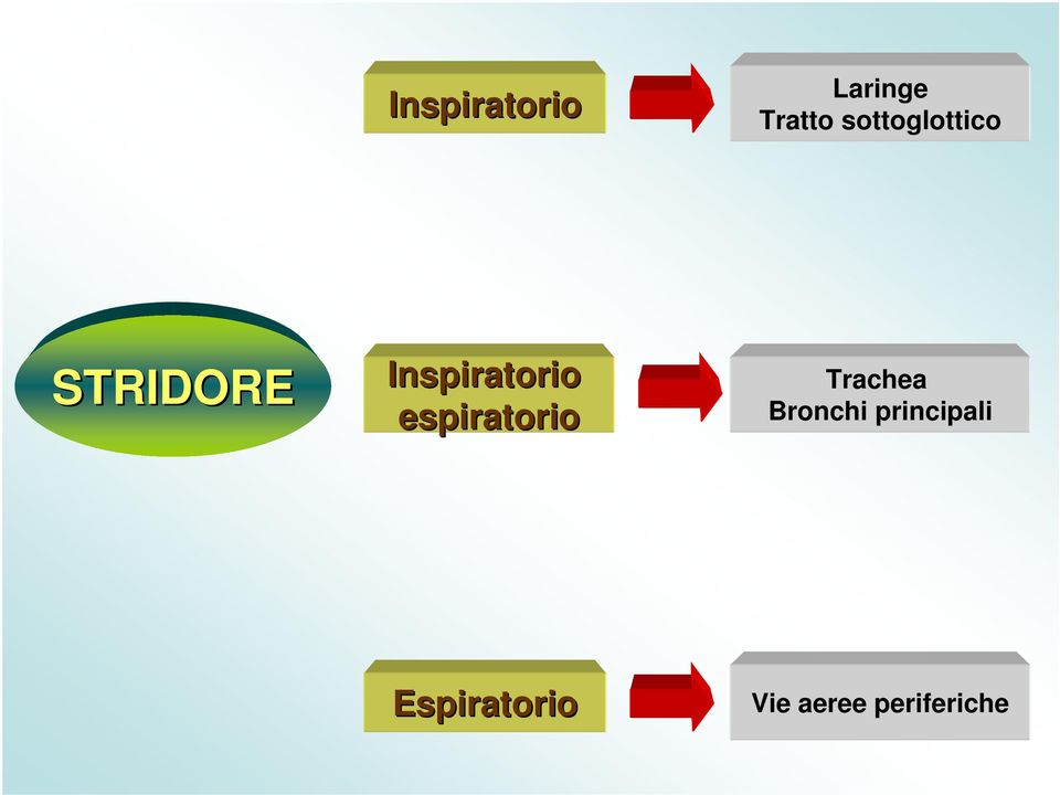 Inspiratorio espiratorio Trachea