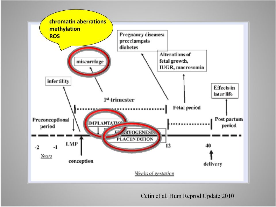 methylation ROS