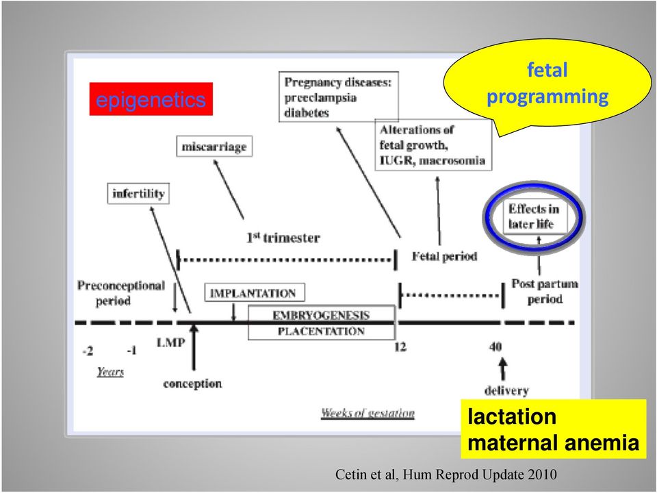 maternal anemia Cetin