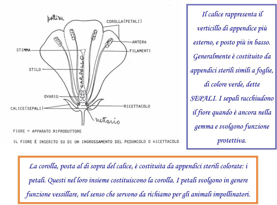 I sepali racchiudono il fiore quando è ancora nella gemma e svolgono funzione protettiva.