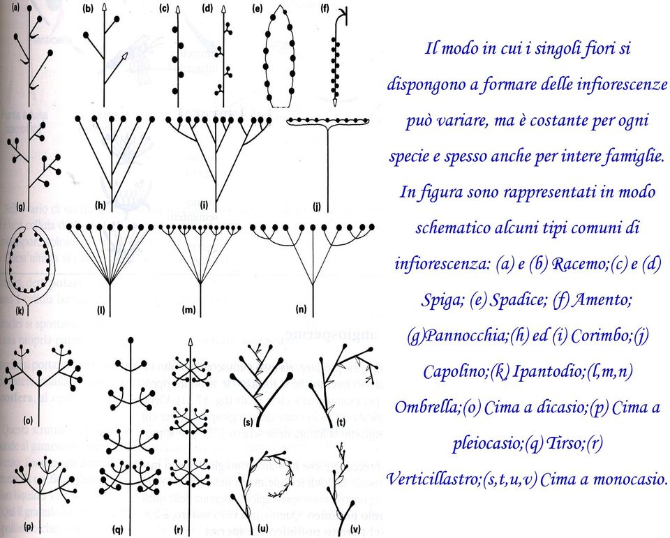 In figura sono rappresentati in modo schematico alcuni tipi comuni di infiorescenza: (a) e (b) Racemo;(c) e (d)