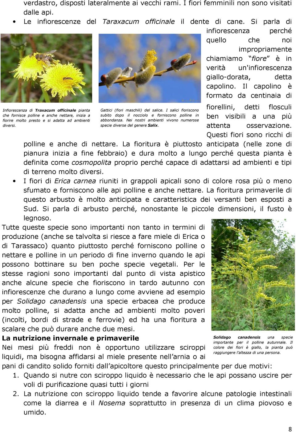 Il capolino è formato da centinaia di fiorellini, detti flosculi Infiorescenza di Traxacum officinale pianta Gattici (fiori maschili) del salice.