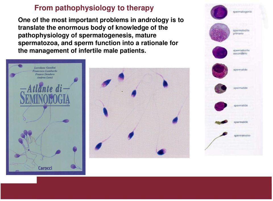 pathophysiology of spermatogenesis, mature spermatozoa, and sperm