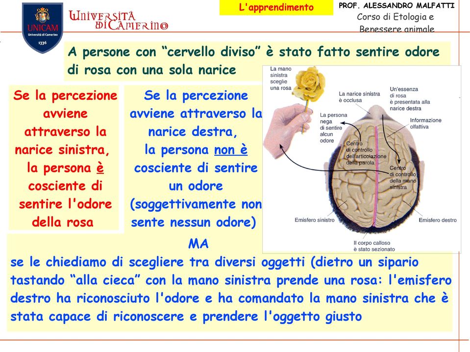 (soggettivamente non della rosa sente nessun odore) MA se le chiediamo di scegliere tra diversi oggetti (dietro un sipario tastando alla cieca con la