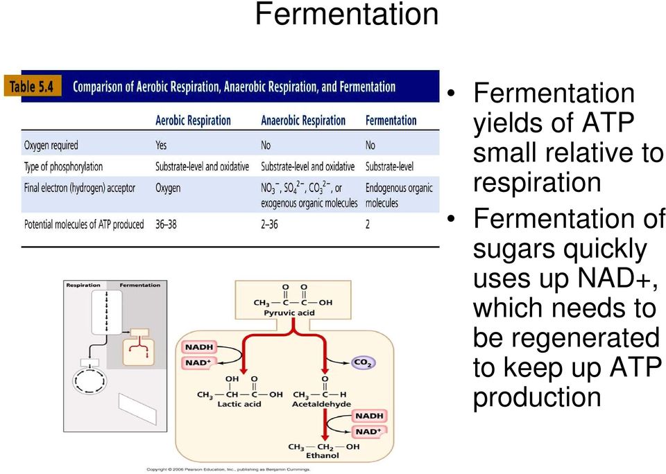 of sugars quickly uses up NAD+, which