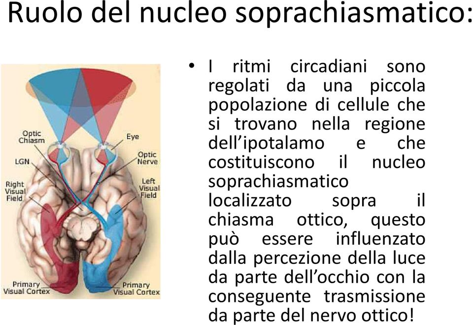 nucleo soprachiasmatico localizzato sopra il chiasma ottico, questo può essere influenzato