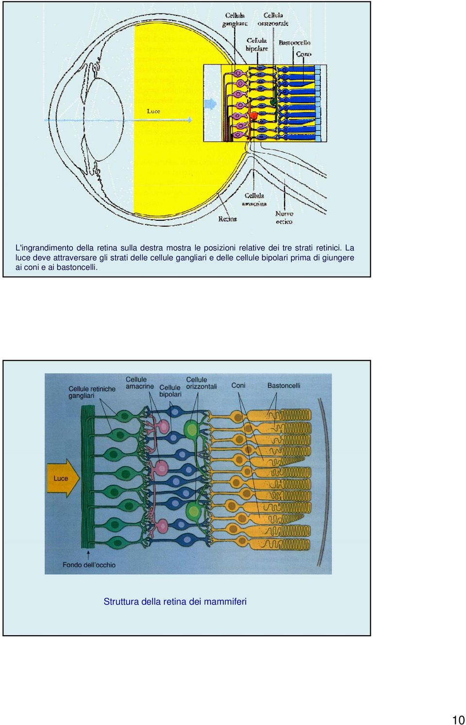 La luce deve attraversare gli strati delle cellule gangliari e