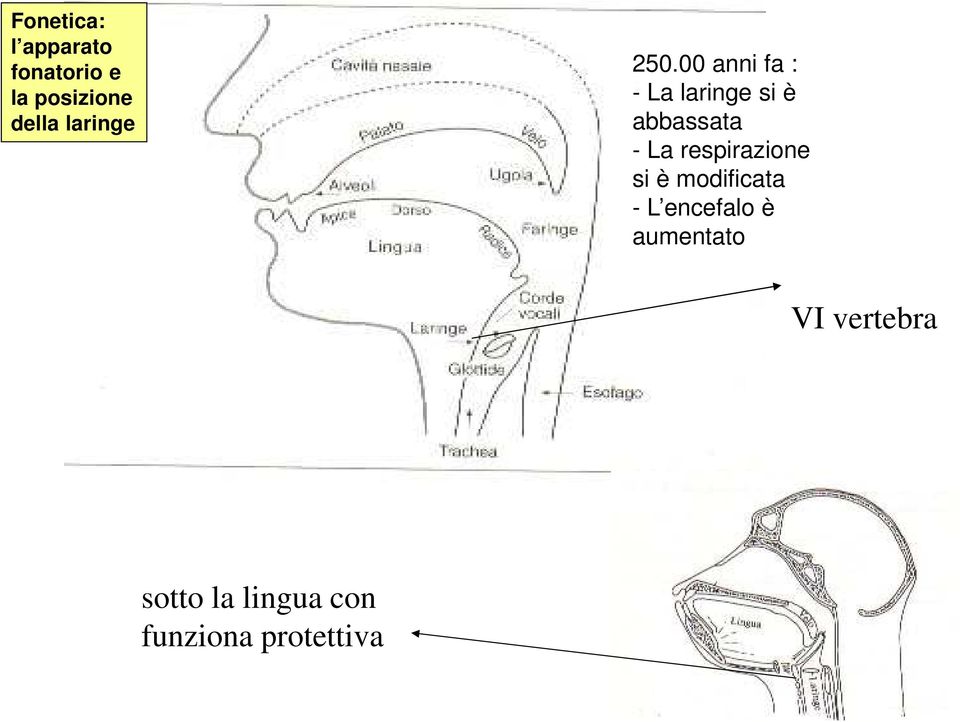 00 anni fa : - La laringe si è abbassata - La