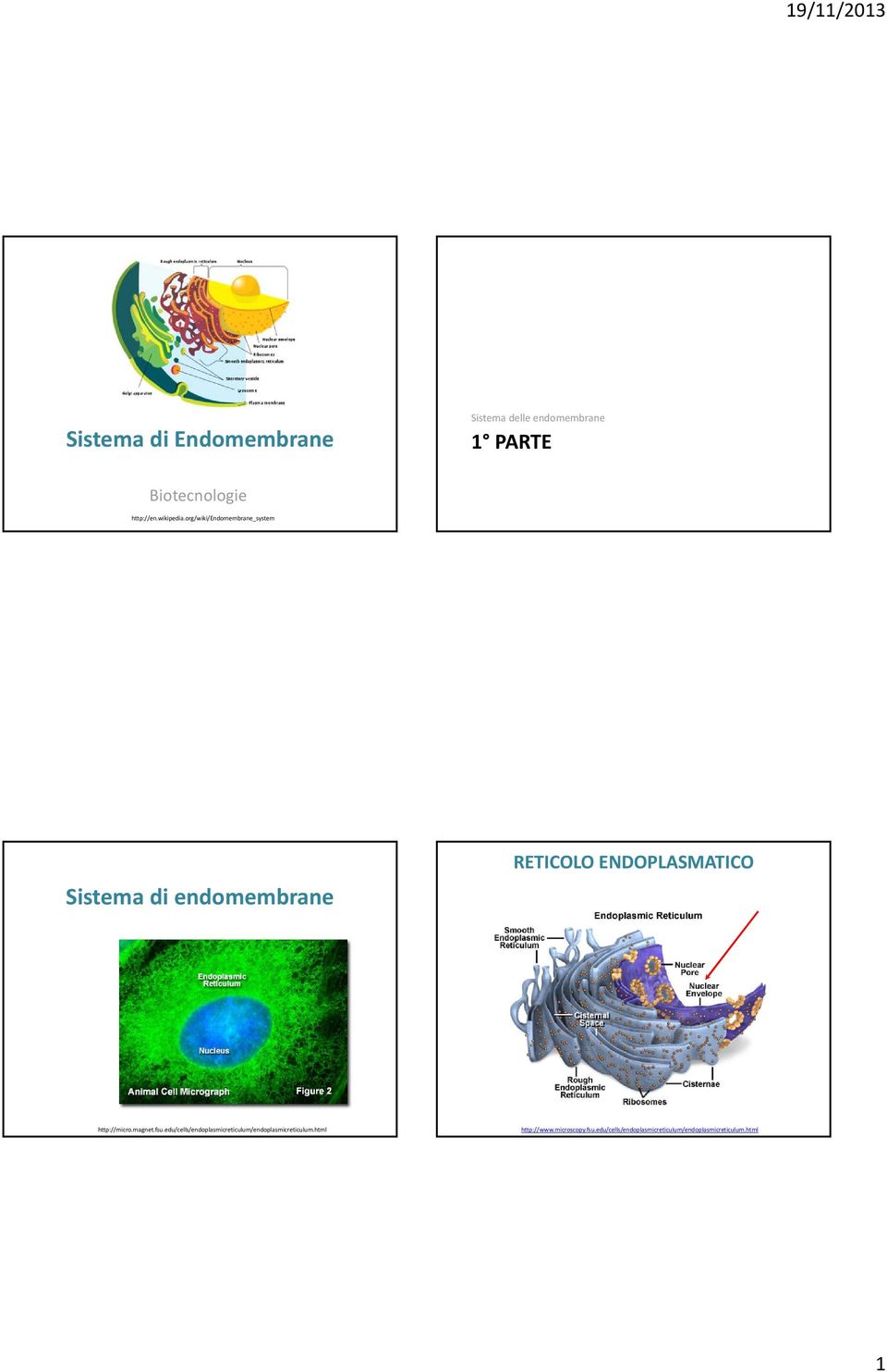 org/wiki/endomembrane_system Sistema di endomembrane RETICOLO ENDOPLASMATICO