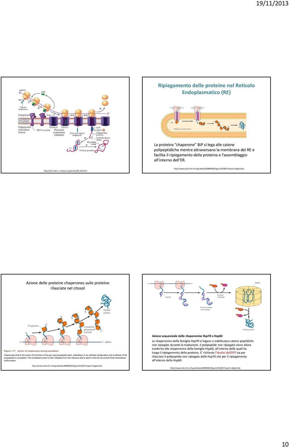 report=objectonly Azione delle proteine chaperones sulle proteine rilasciate nel citosol Azione sequenziale delle chaperonine Hsp70 e Hsp60 Le chaperonine della famiglia Hsp70 si legano e