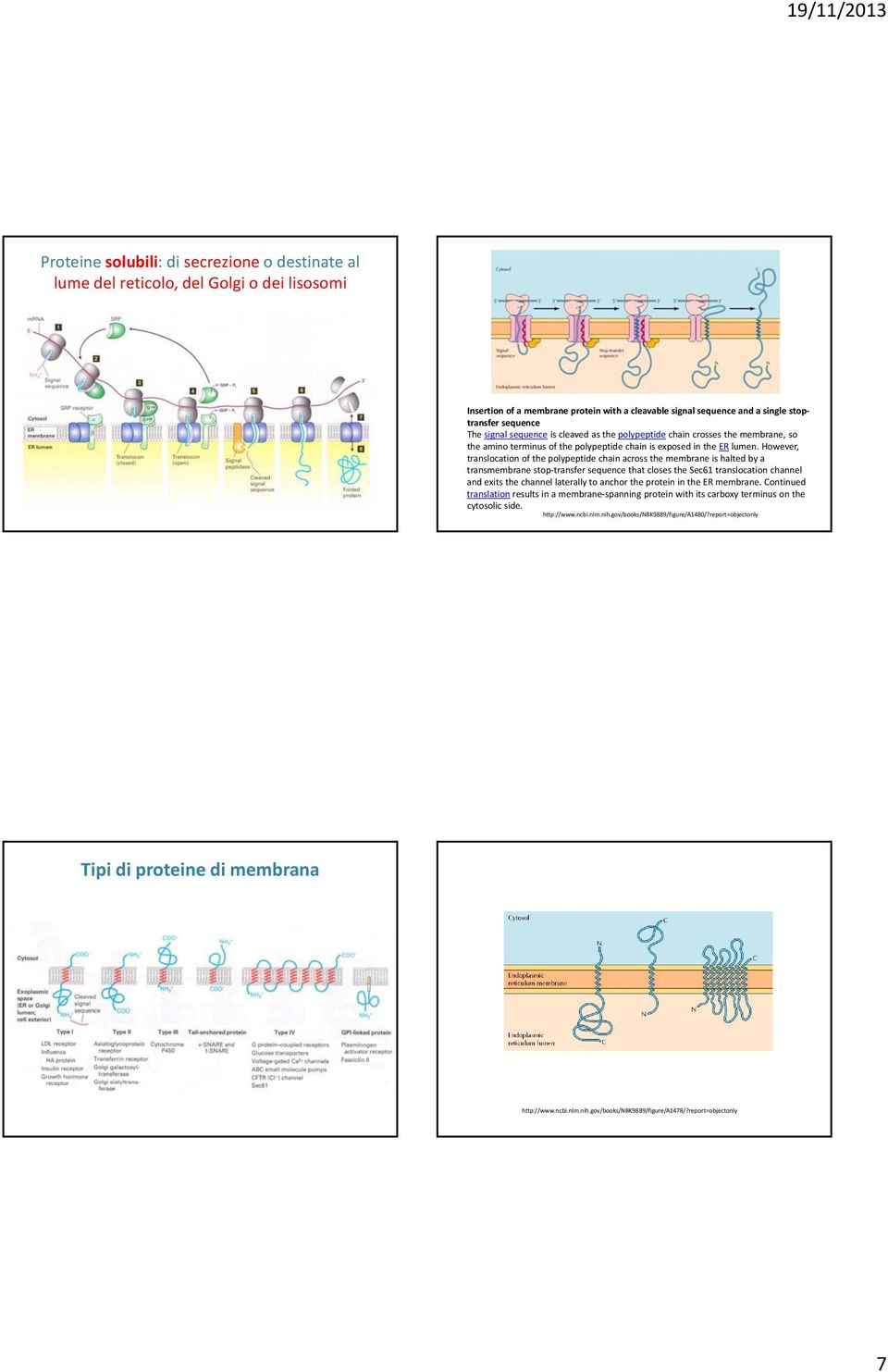 However, translocation of the polypeptide chain across the membrane is halted by a transmembrane stop transfer sequence that closes the Sec61 translocation channel and exits the channel laterally to