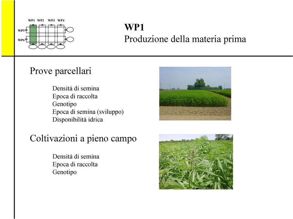 Genotipo Epoca di semina (sviluppo) Disponibilità idrica