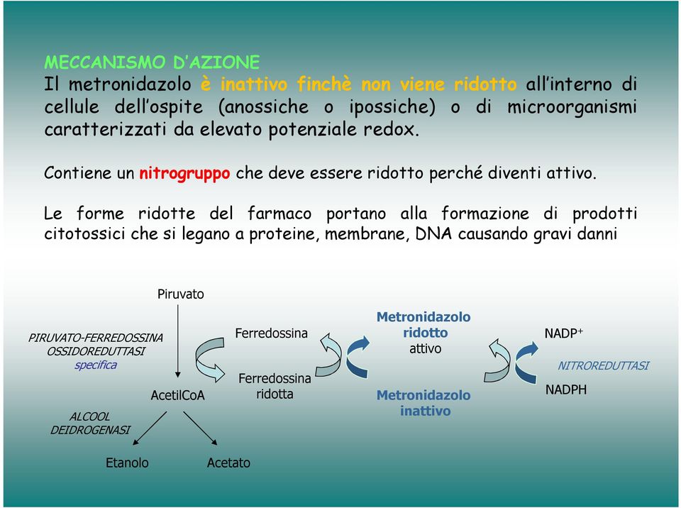 Le forme ridotte del farmaco portano alla formazione di prodotti citotossici che si legano a proteine, membrane, DNA causando gravi danni Piruvato