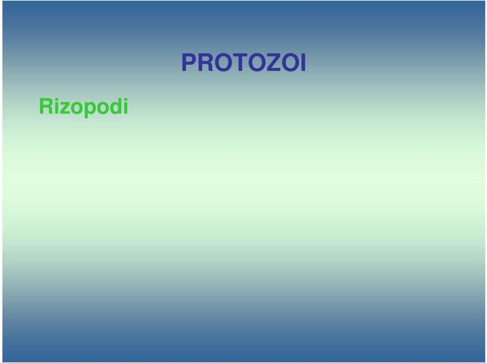 rhodesiense T. cruzi Leishmania donovani L. tropica L. braziliensis L.