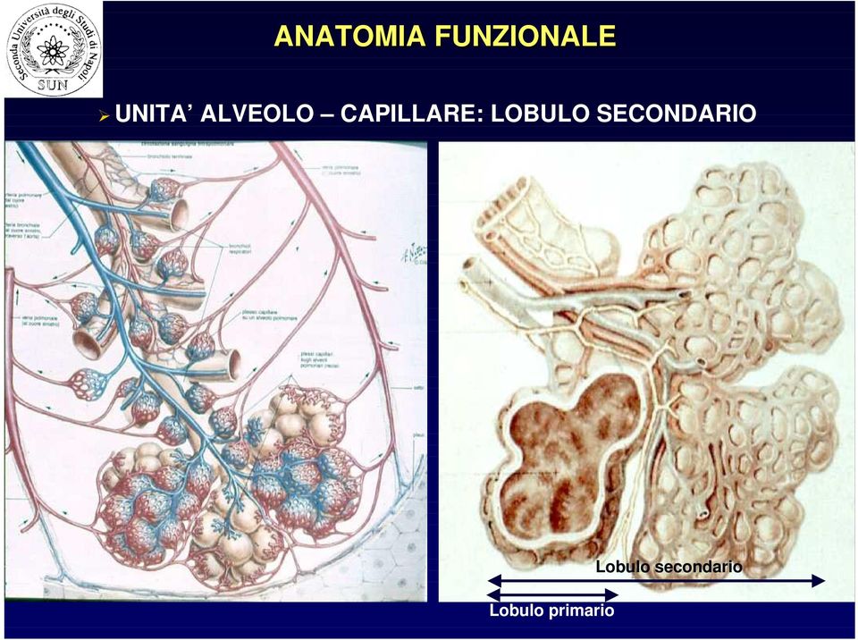 CAPILLARE: LOBULO