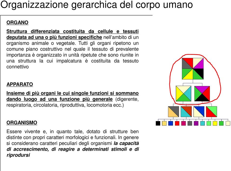 da tessuto connettivo APPARATO Insieme di più organi le cui singole funzioni si sommano dando luogo ad una funzione più generale (digerente, respiratoria, circolatoria, riproduttiva, locomotoria ecc.