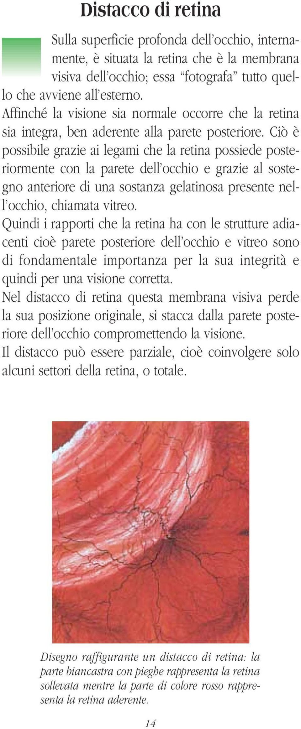 Ciò è possibile grazie ai legami che la retina possiede posteriormente con la parete dell occhio e grazie al sostegno anteriore di una sostanza gelatinosa presente nell occhio, chiamata vitreo.