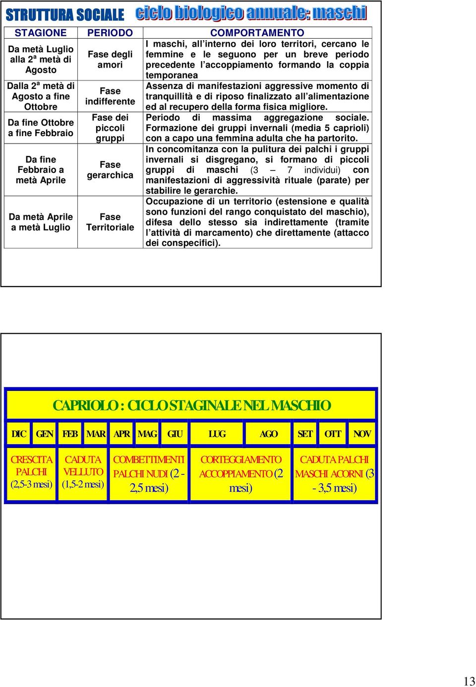 breve periodo precedente l accoppiamento formando la coppia temporanea Assenza di manifestazioni aggressive momento di tranquillità e di riposo finalizzato all alimentazione ed al recupero della