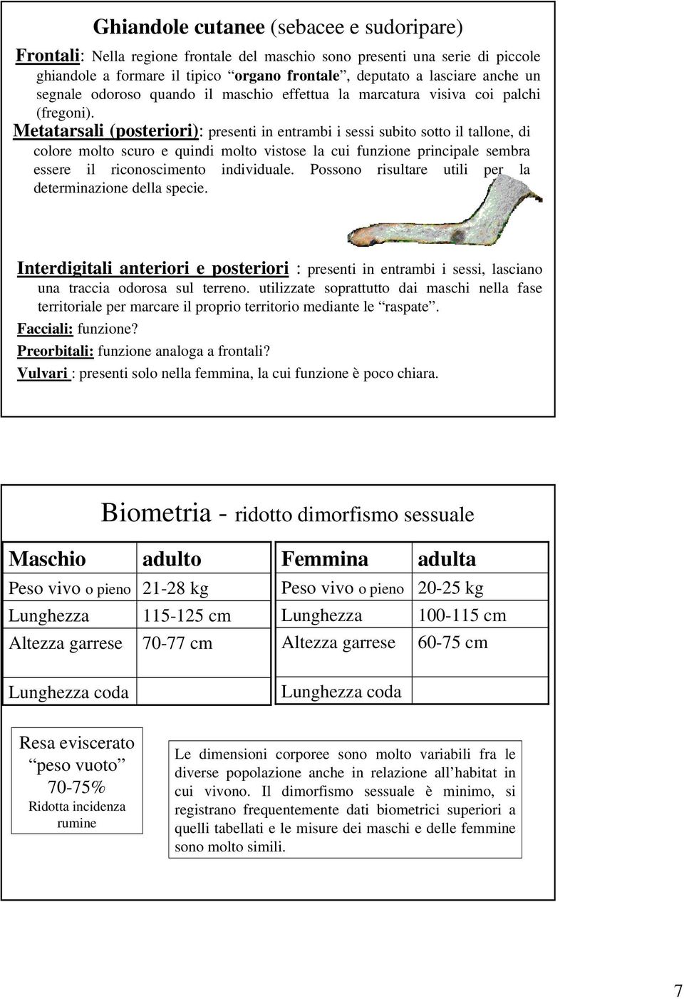 Metatarsali (posteriori): presenti in entrambi i sessi subito sotto il tallone, di colore molto scuro e quindi molto vistose la cui funzione principale sembra essere il riconoscimento individuale.