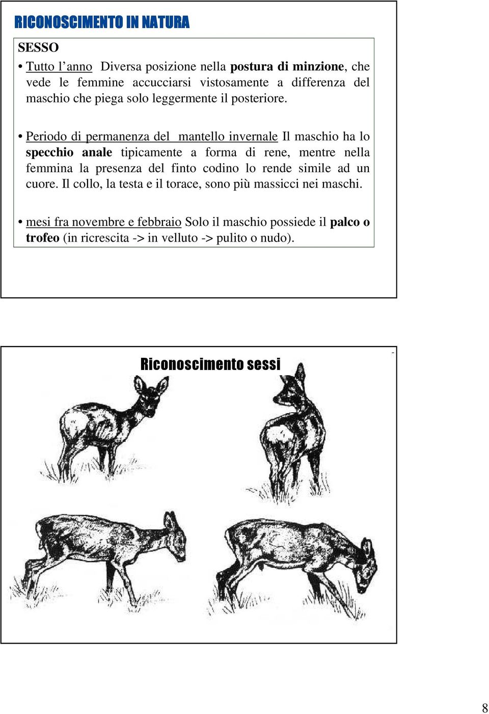 Periodo di permanenza del mantello invernale Il maschio ha lo specchio anale tipicamente a forma di rene, mentre nella femmina la presenza del