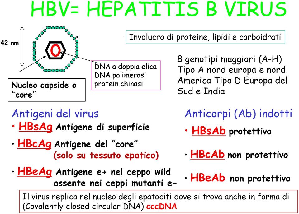 Antigene del core (solo su tessuto epatico) HBcAg HBeAg Antigene e+ nel ceppo wild assente nei ceppi mutanti e- Anticorpi (Ab) indotti HBsAb