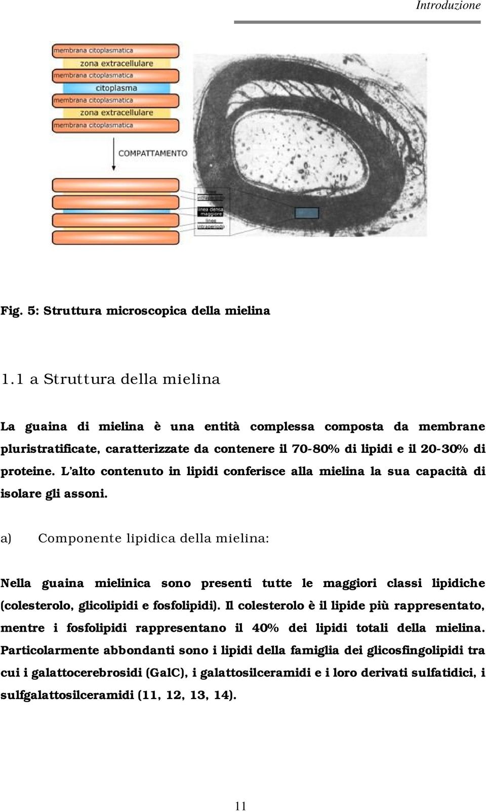 L alto contenuto in lipidi conferisce alla mielina la sua capacità di isolare gli assoni.