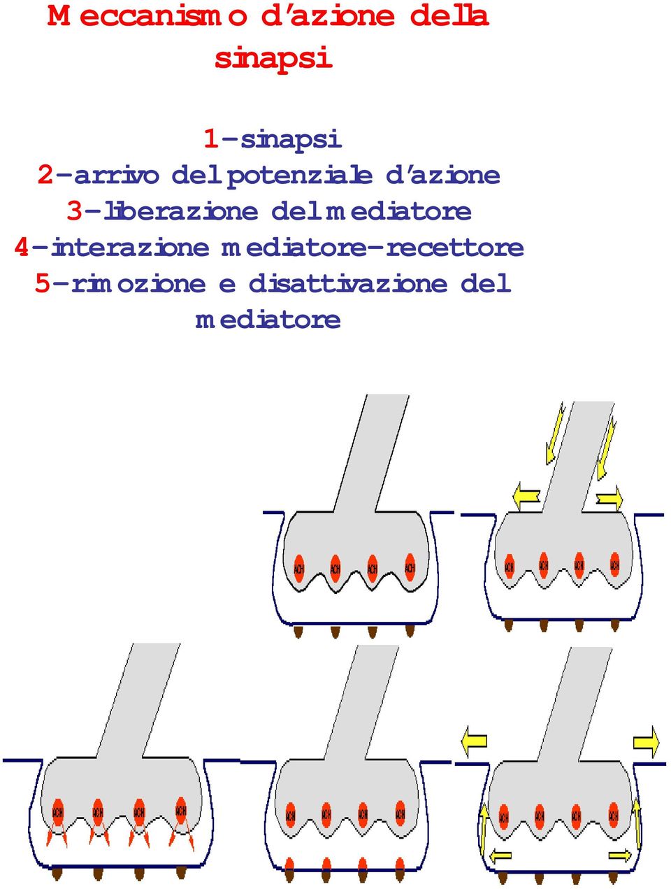 del m ediatore 4-interazione m