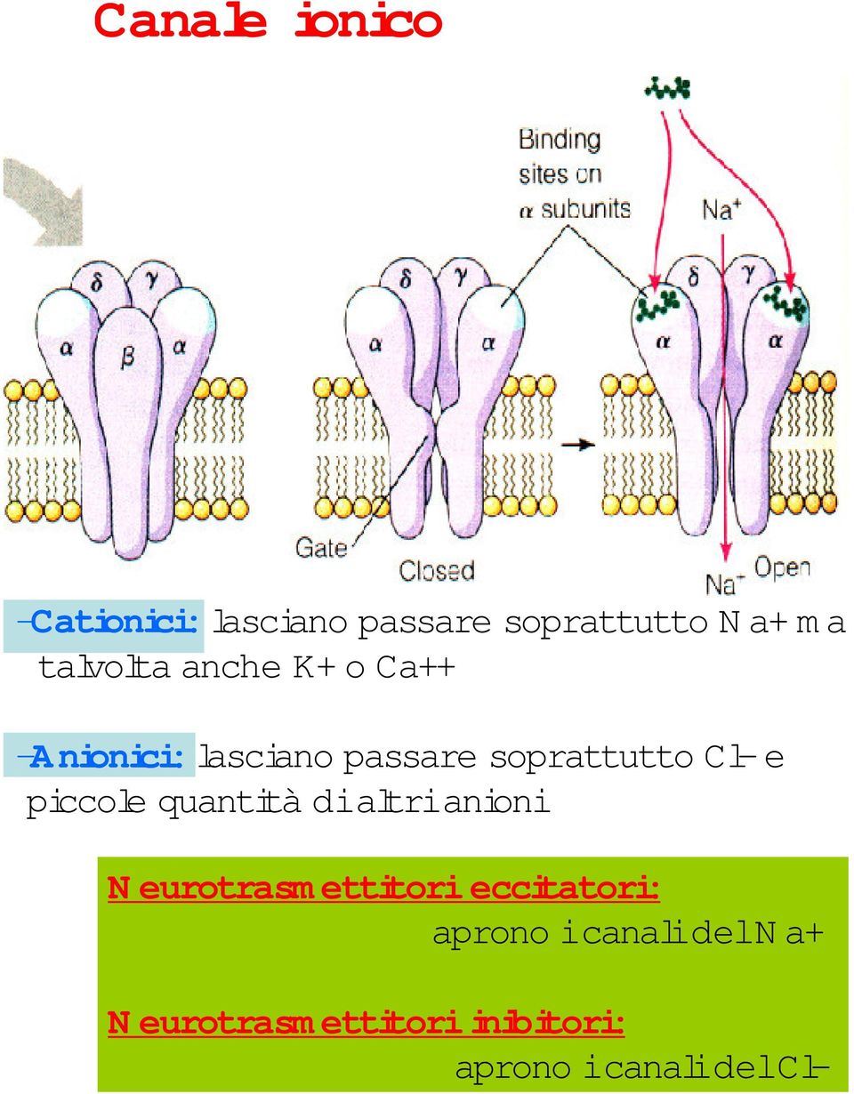 piccole quantità di altri anioni N eurotrasm ettitori eccitatori: