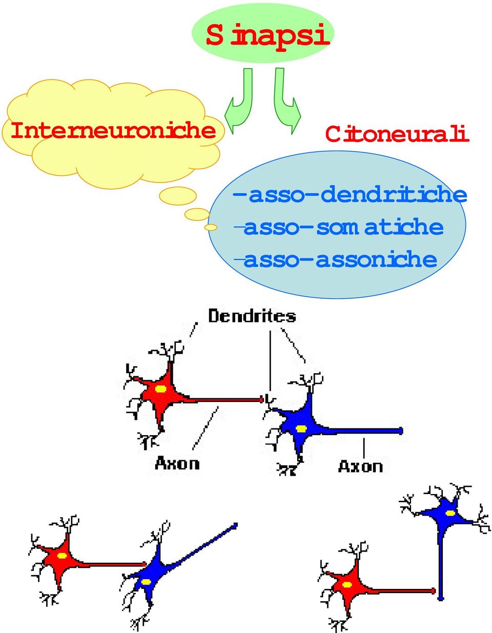 Citoneurali