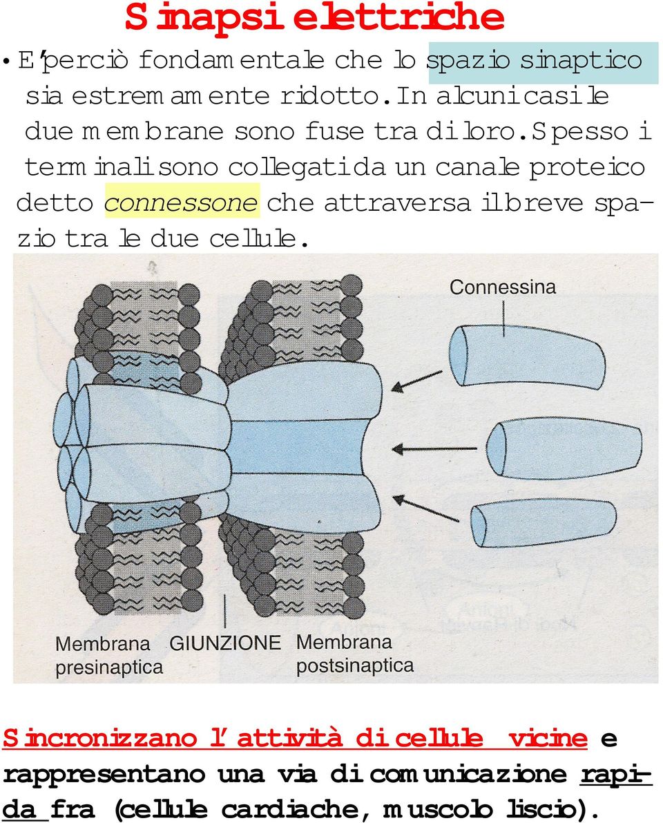 Spesso i term inali sono collegati da un canale proteico detto connessone che attraversa il breve