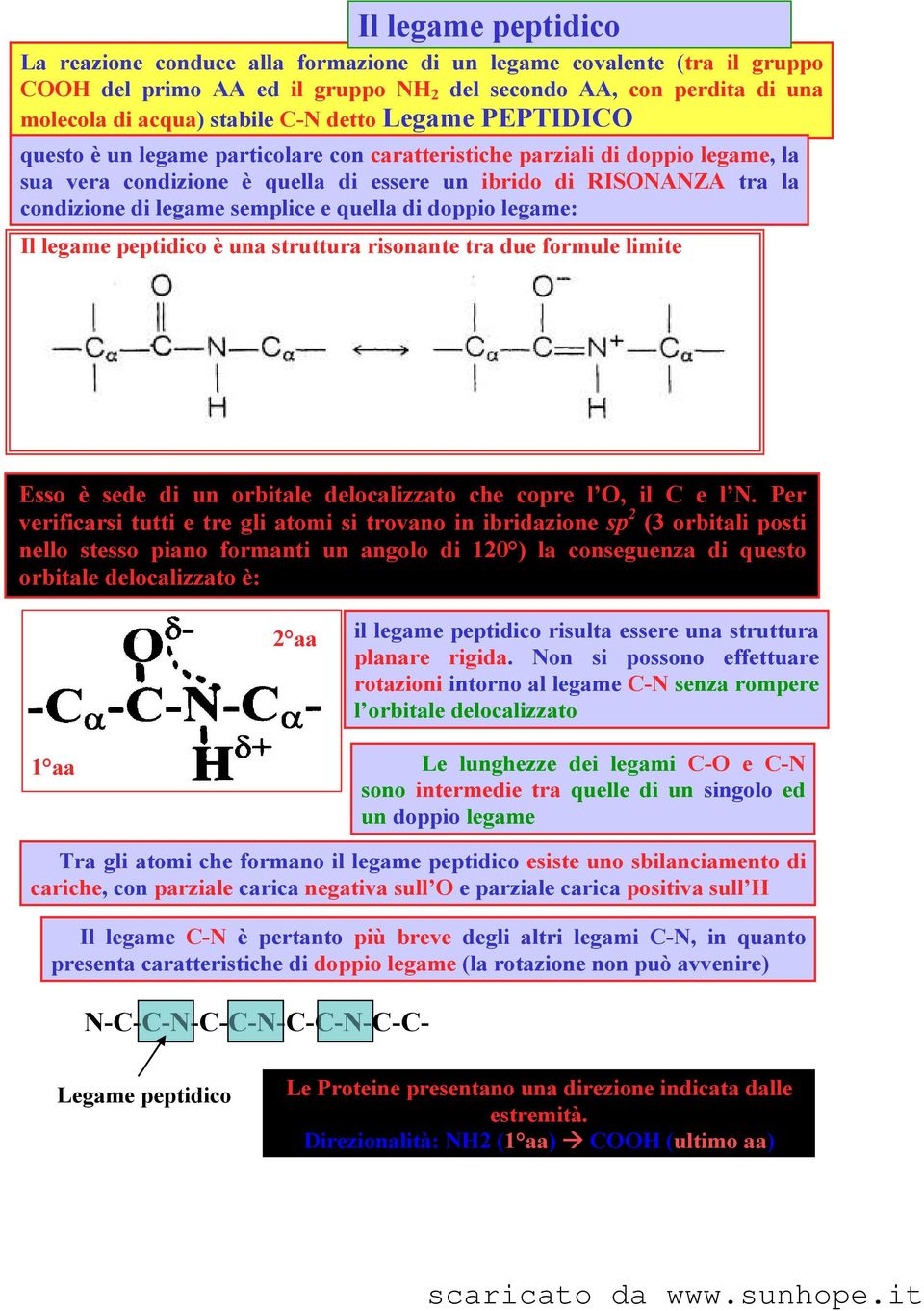 semplice e quella di doppio legame: Il legame peptidico è una struttura risonante tra due formule limite Esso è sede di un orbitale delocalizzato che copre l O, il C e l N.