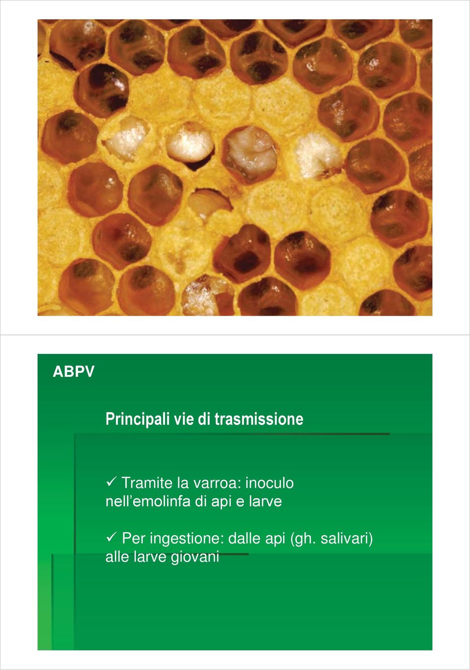 emolinfa di api e larve Per