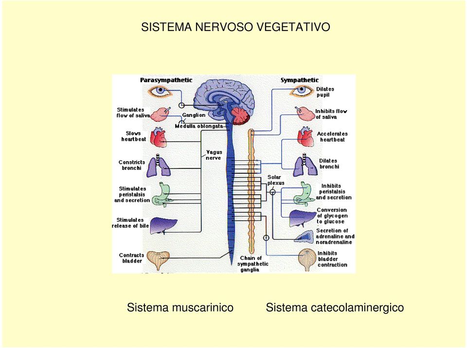 Sistema