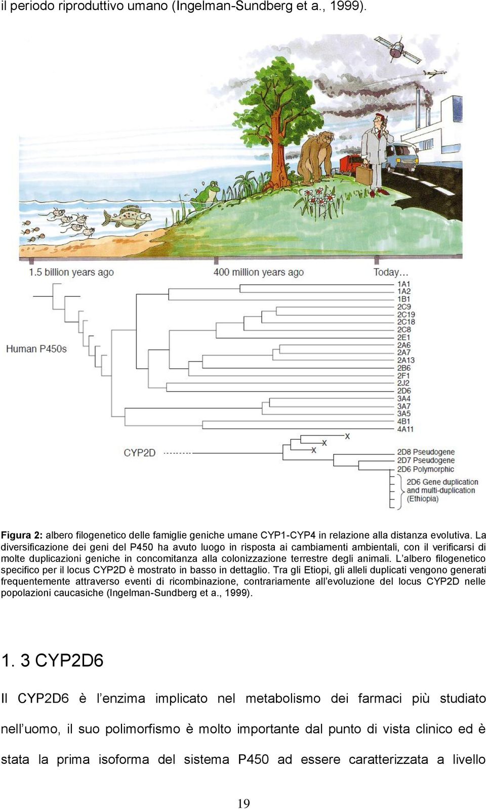 animali. L albero filogenetico specifico per il locus CYP2D è mostrato in basso in dettaglio.