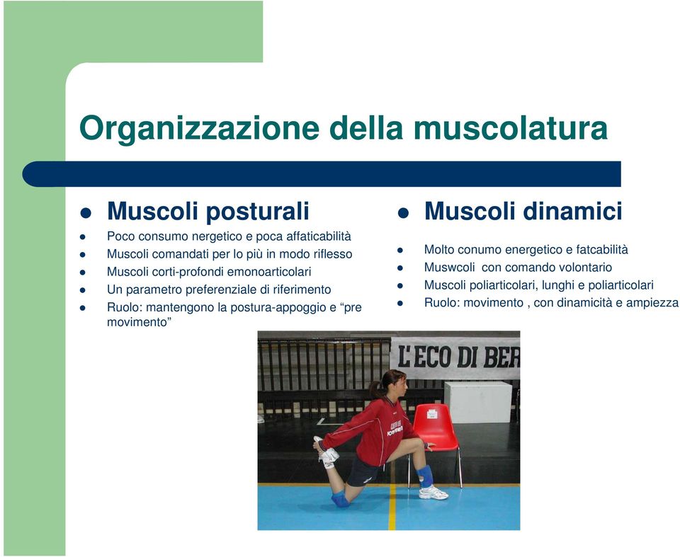 Ruolo: mantengono la postura-appoggio e pre movimento Muscoli dinamici Molto conumo energetico e fatcabilità