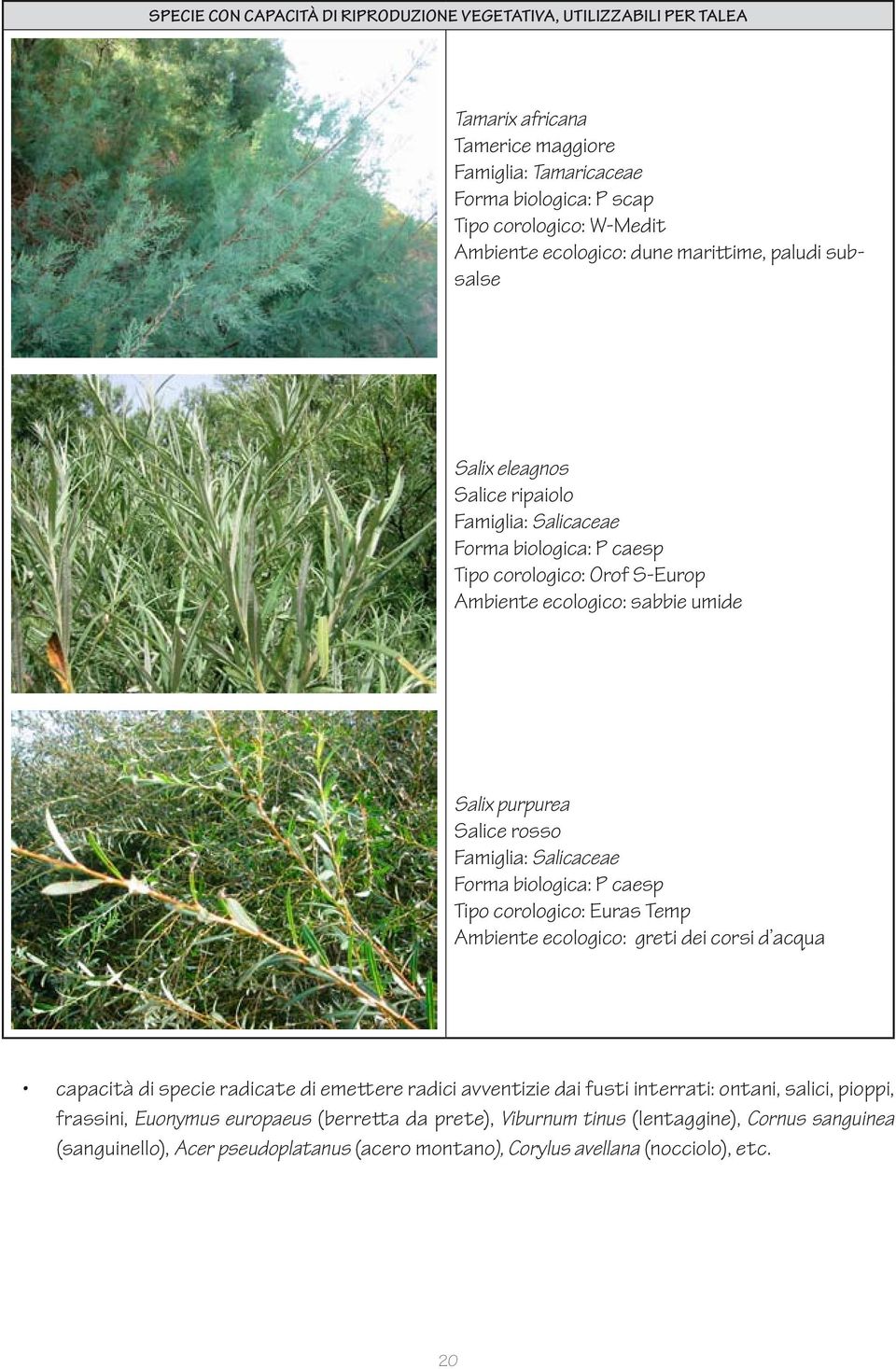 Famiglia: Salicaceae Forma biologica: P caesp Tipo corologico: Euras Temp Ambiente ecologico: greti dei corsi d acqua capacità di specie radicate di emettere radici avventizie dai fusti interrati: