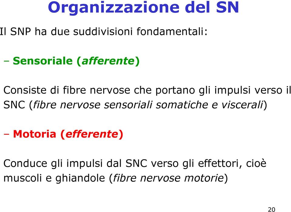 (fibre nervose sensoriali somatiche e viscerali) Motoria (efferente) Conduce