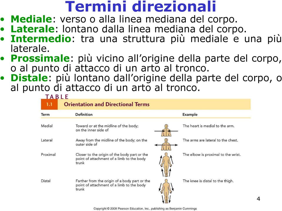 Intermedio: tra una struttura più mediale e una più laterale.