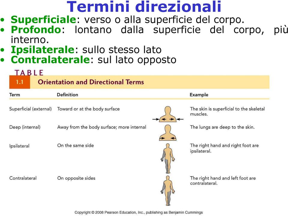 Profondo: lontano dalla superficie del corpo,