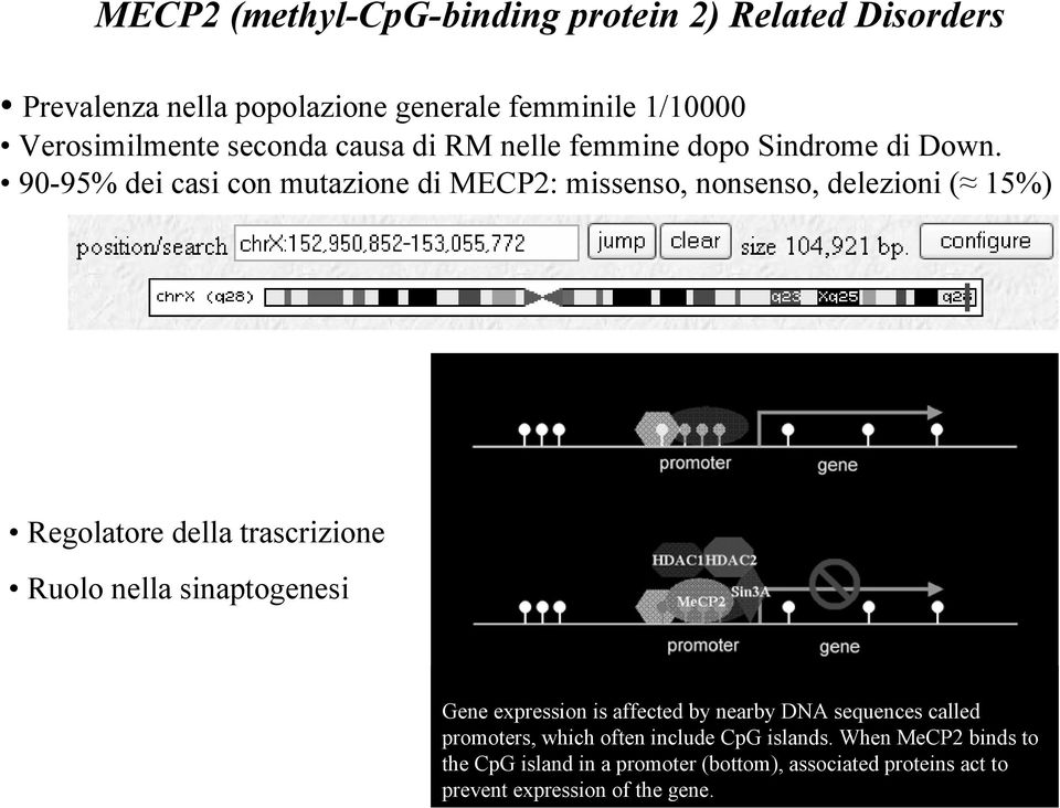 90-95% dei casi con mutazione di MECP2: missenso, nonsenso, delezioni ( 15%) Regolatore della trascrizione Ruolo nella sinaptogenesi