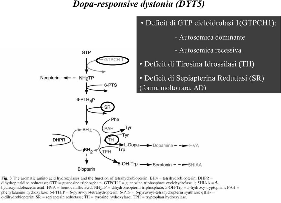 Autosomica recessiva Deficit di Tirosina Idrossilasi
