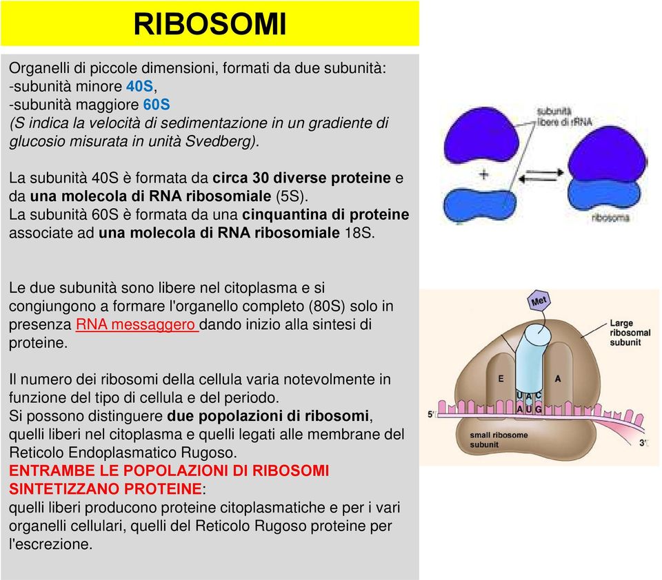 La subunità 60S è formata da una cinquantina di proteine associate ad una molecola di RNA ribosomiale 18S.