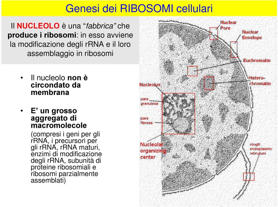 un grosso aggregato di macromolecole (compresi i geni per gli rrna, i precursori per gli rrna, rrna