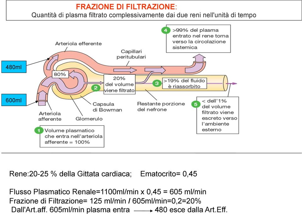 Flusso Plasmatico Renale=1100ml/min x 0,45 = 605 ml/min Frazione di Filtrazione= 125