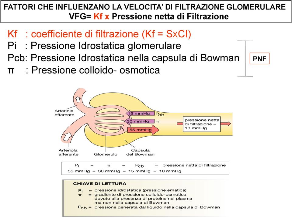 (Kf = SXCI) Pi : Pressione Idrostatica glomerulare Pcb: Pressione