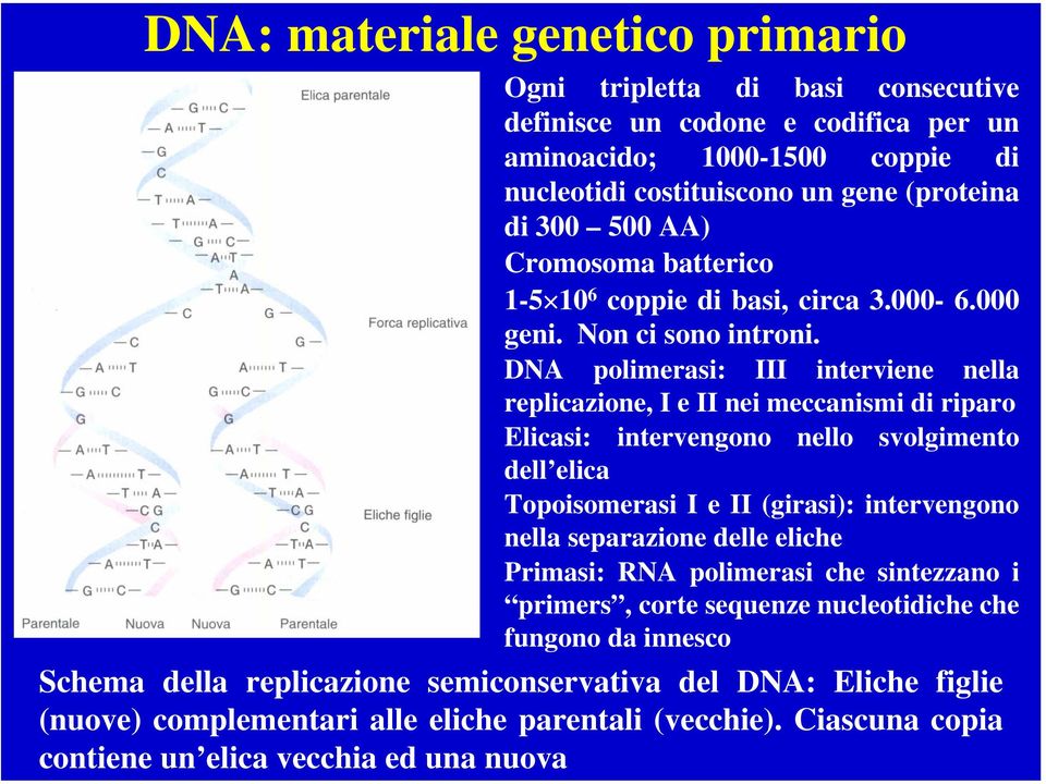 DNA polimerasi: III interviene nella replicazione, I e II nei meccanismi di riparo Elicasi: intervengono nello svolgimento dell elica Topoisomerasi I e II (girasi): intervengono nella