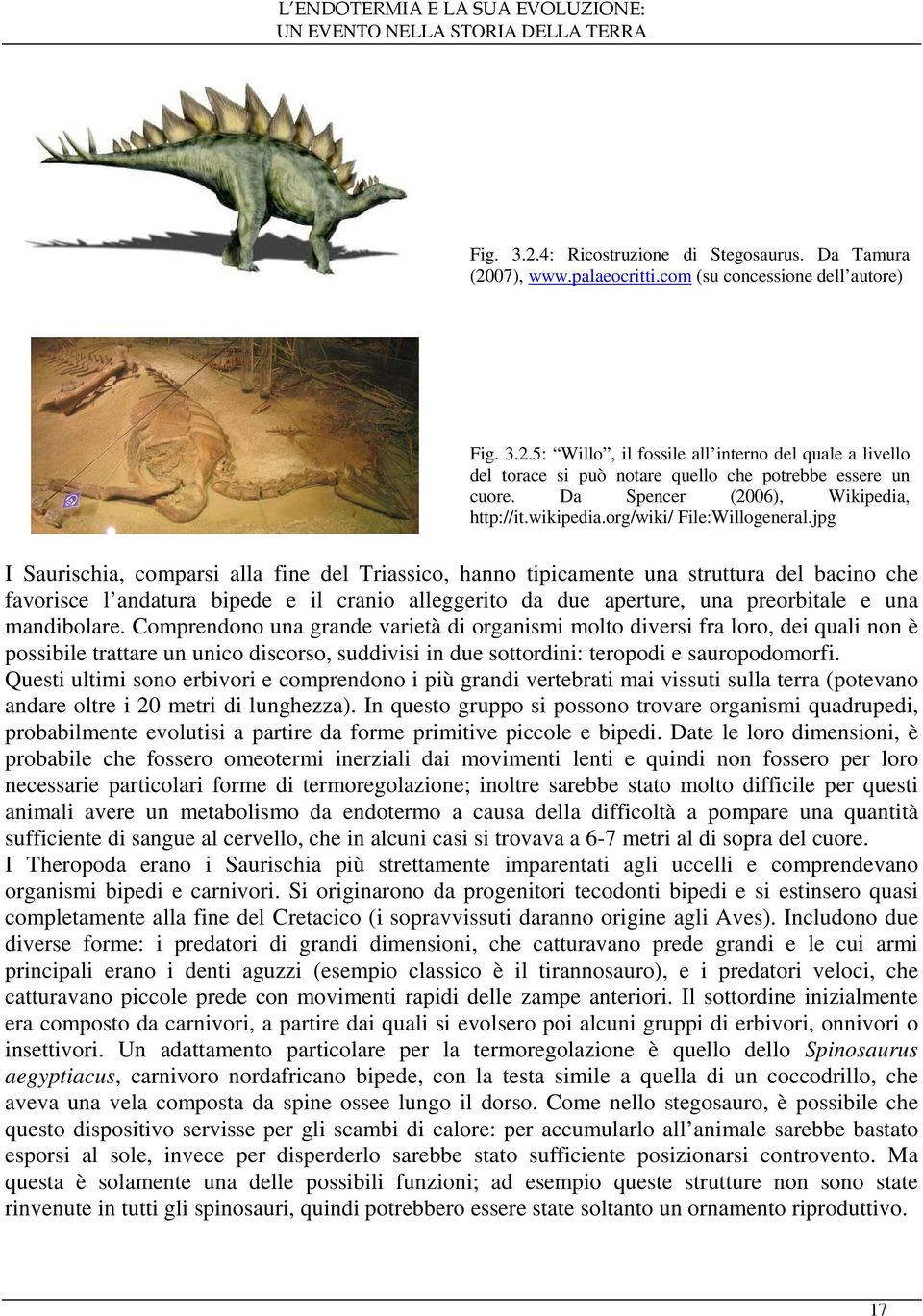 jpg I Saurischia, comparsi alla fine del Triassico, hanno tipicamente una struttura del bacino che favorisce l andatura bipede e il cranio alleggerito da due aperture, una preorbitale e una