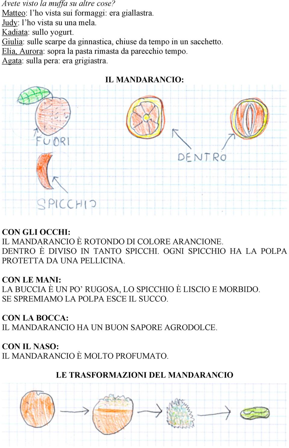 IL MANDARANCIO: CON GLI OCCHI: IL MANDARANCIO È ROTONDO DI COLORE ARANCIONE. DENTRO È DIVISO IN TANTO SPICCHI. OGNI SPICCHIO HA LA POLPA PROTETTA DA UNA PELLICINA.