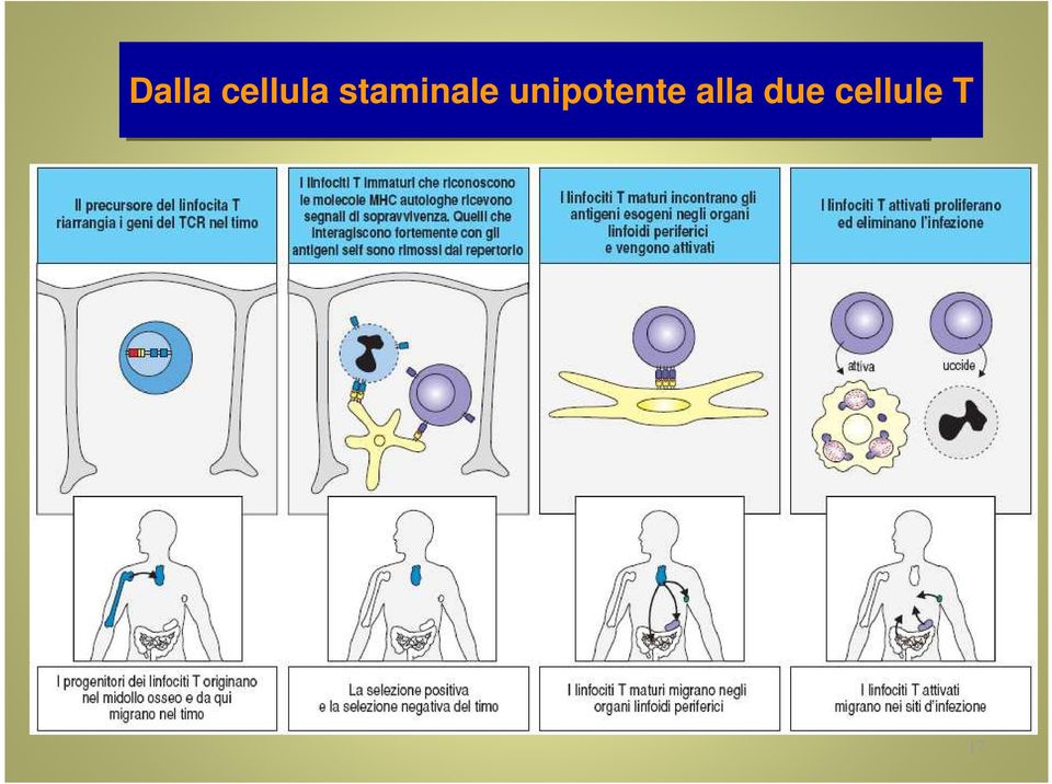 unipotente 14